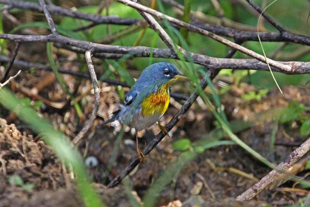 File:Northern Parula (Setophaga americana) (8592687986).jpg