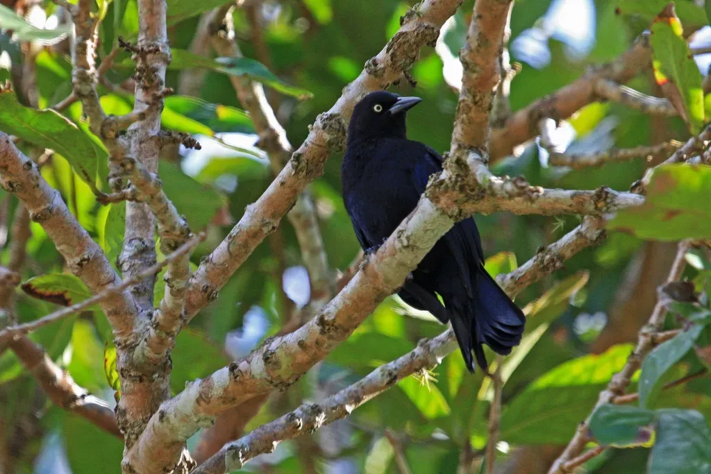File:Greater Antillean Grackle (Quiscalus niger) (8592688100).jpg