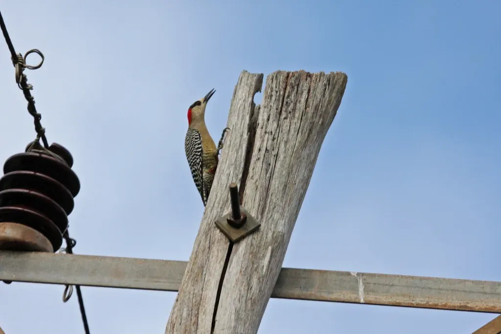 File:West Indian Woodpecker (Melanerpes superciliaris) (8592688664).jpg