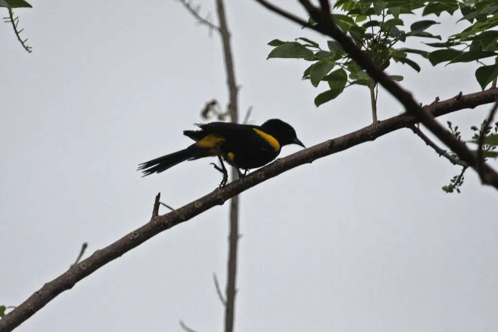 File:Cuban Oriole (Icterus melanopsis) (8592689080).jpg