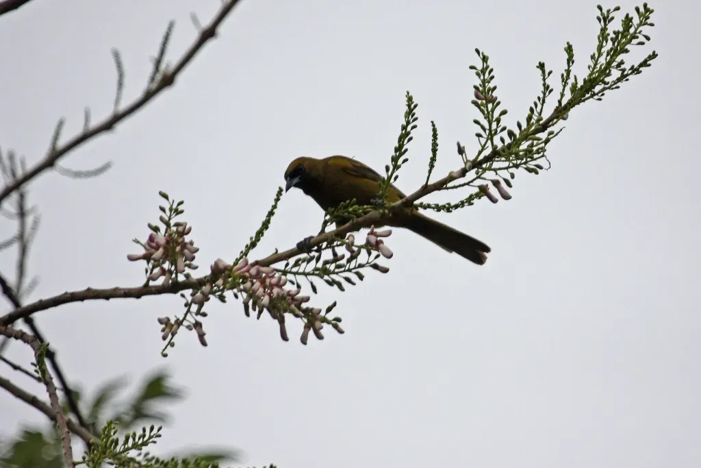 File:Cuban Oriole (Icterus melanopsis) (8592689052).jpg