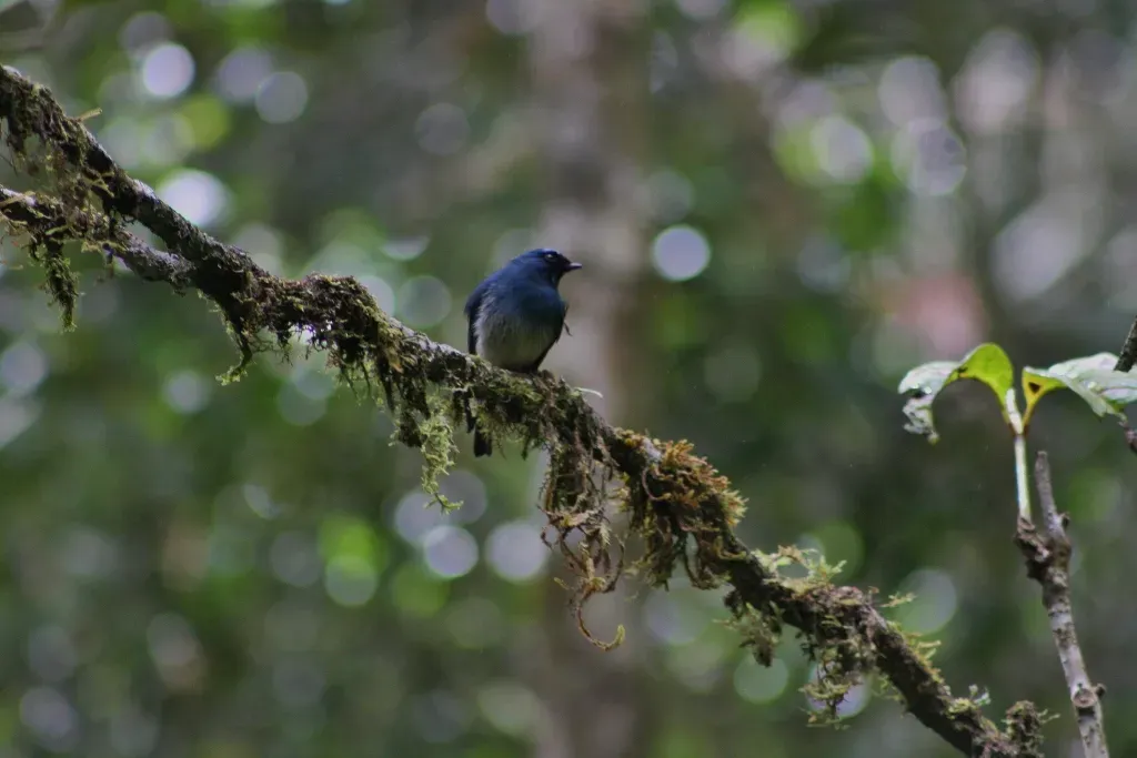 File:Indigo Flycatcher (Eumyias indigo) (6967255334).jpg