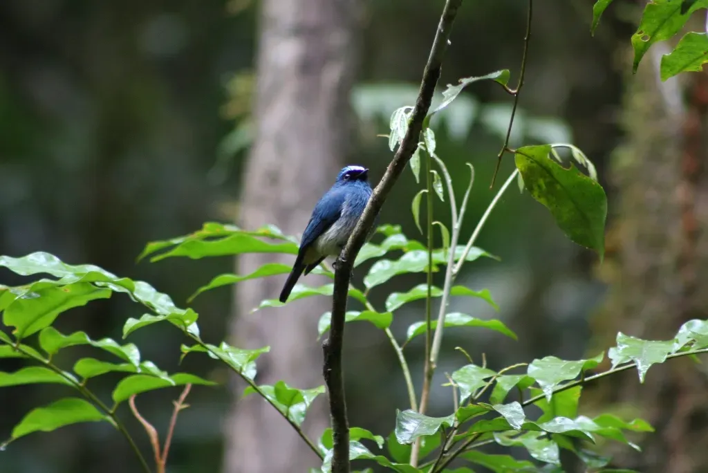 File:Indigo Flycatcher (Eumyias indigo) (7113332331).jpg