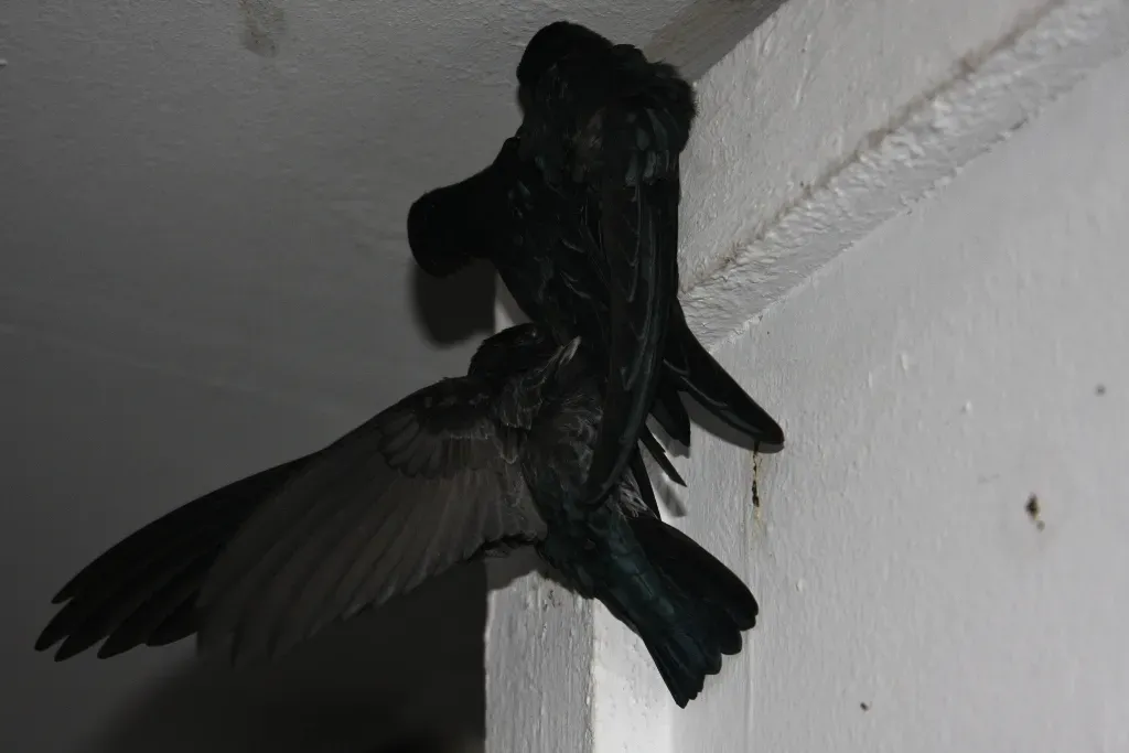 File:Glossy Swiftlet (Collocalia esculenta) (6967247958).jpg