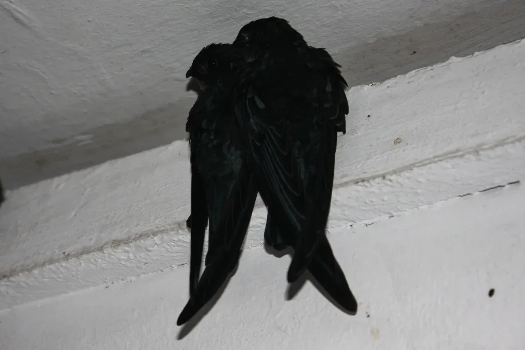 File:Glossy Swiftlet (Collocalia esculenta) (6967247846).jpg