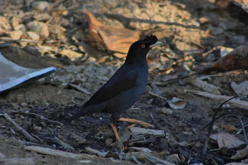 File:Crested Myna (Acridotheres cristatellus) (6748003147).jpg