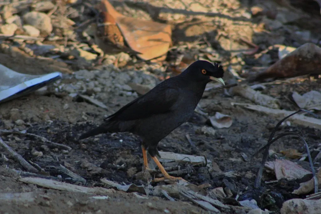 File:Crested Myna (Acridotheres cristatellus) (6748002407).jpg