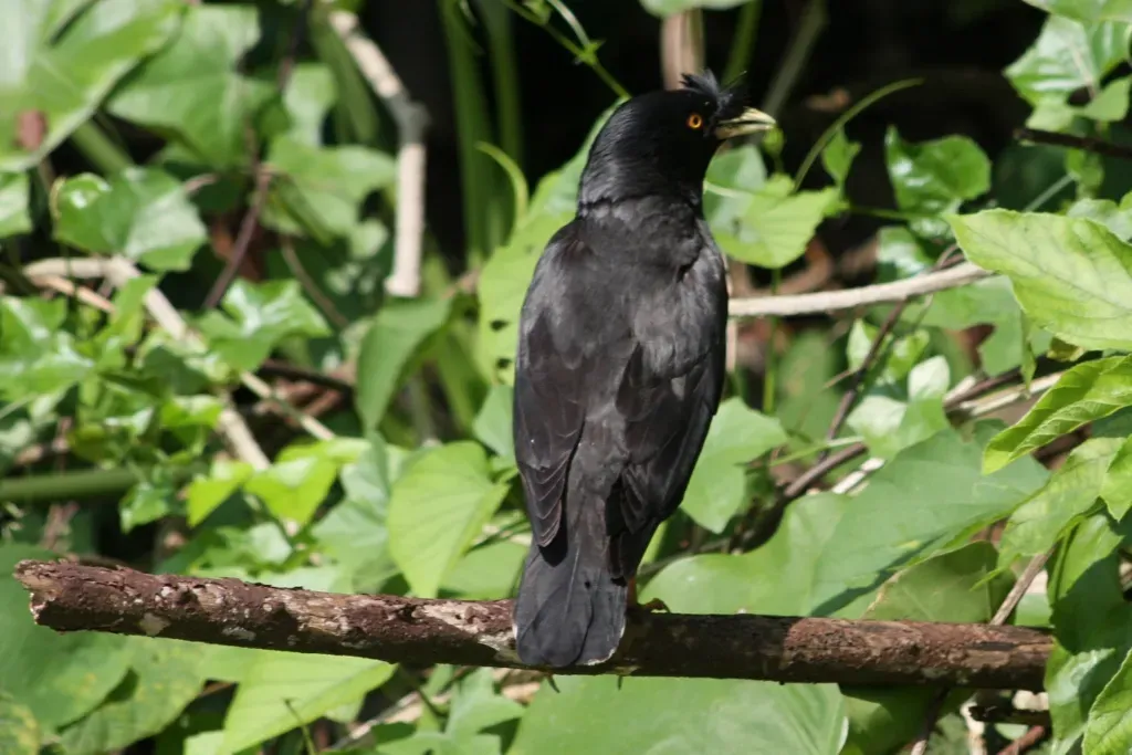 File:Crested Myna (Acridotheres cristatellus) (5780299995).jpg