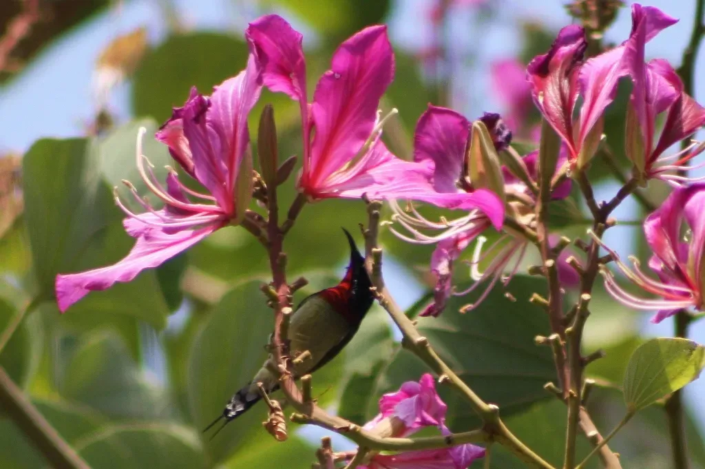 File:Fork-tailed Sunbird (Aethopyga christinae) (5780235845).jpg