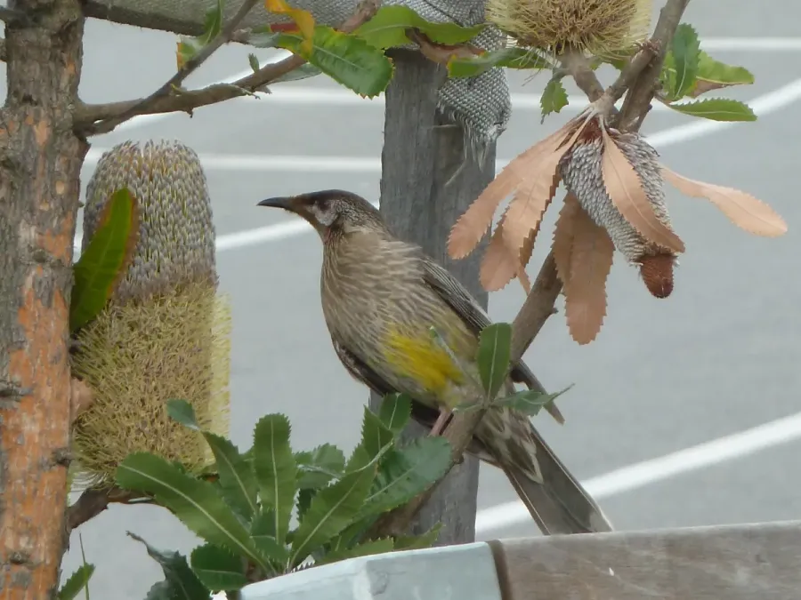 File:Red Wattlebird - Anthochaera carunculata in Apollo Bay, Australia.jpg