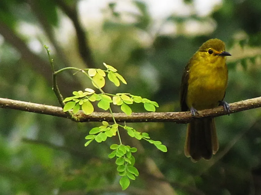 File:Yellow Browed Bulbul or Acritillas indica (Jerdon, 1839).jpg