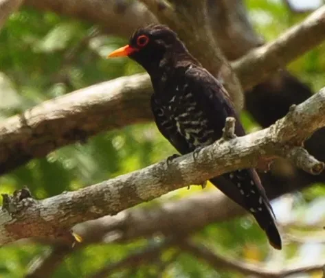 File:Violet cuckoo (Chrysococcyx xanthorhynchus) May 2013 Port Blair Andaman.JPG