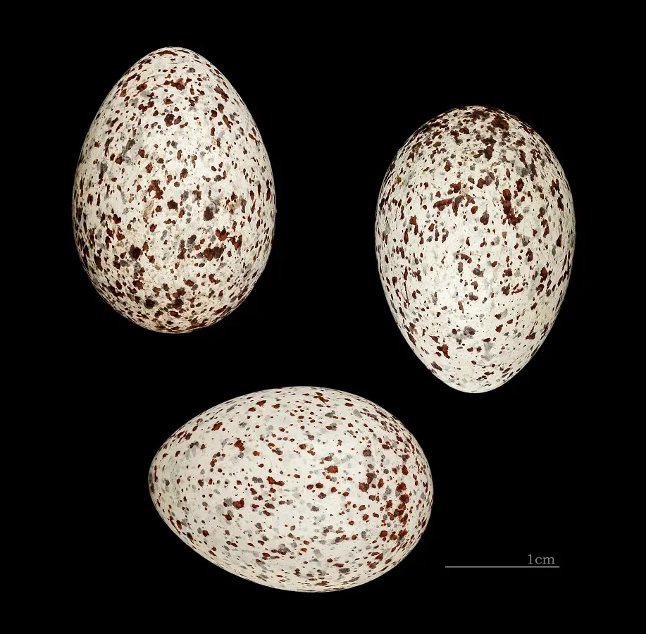 File:Pycnonotus xanthopygos Saffagh Saïda Liban.jpg