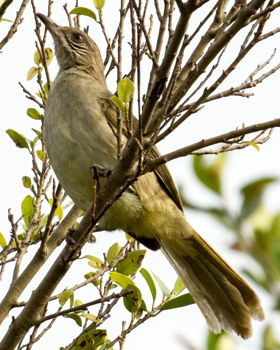 File:Streak-eared Bulbul Pycnonotus conradi in Thailand in 2013 by Devon Pike.jpg