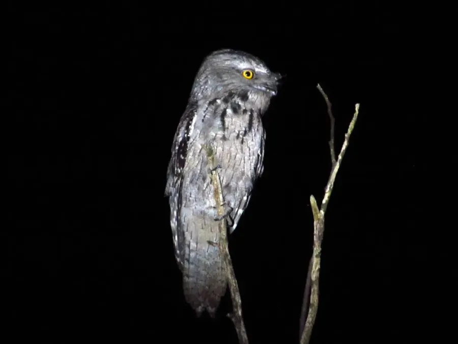 File:Tawny Frogmouth (Podargus strigoides) (8274665762).jpg
