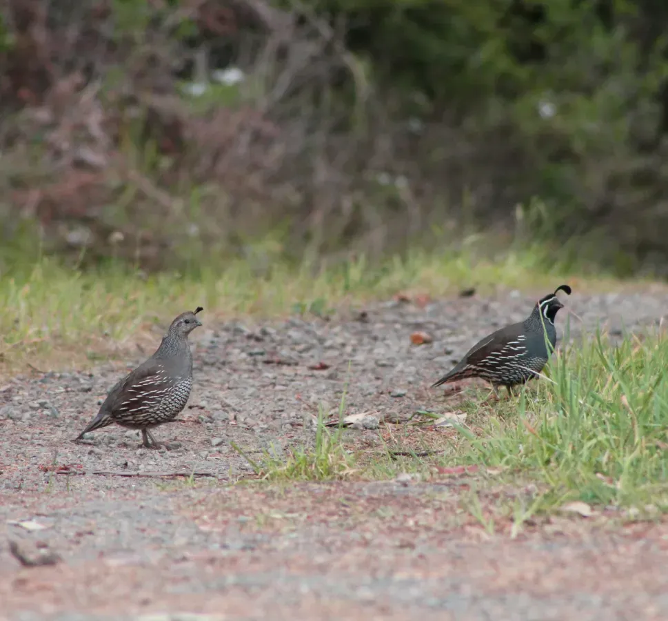 File:Callipepla californica in Sonoma County - California - Sarah Stierch - A.jpg