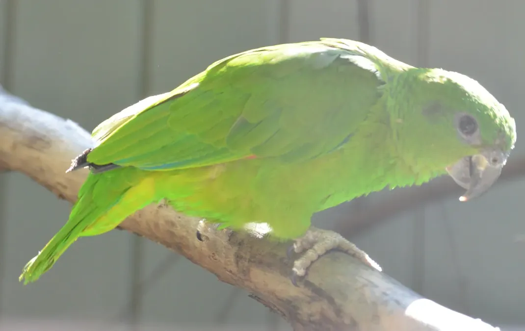 File:Amazona agilis -Vienna Zoo, Schonbrunn Palace, Vienna, Austria-8a.jpg
