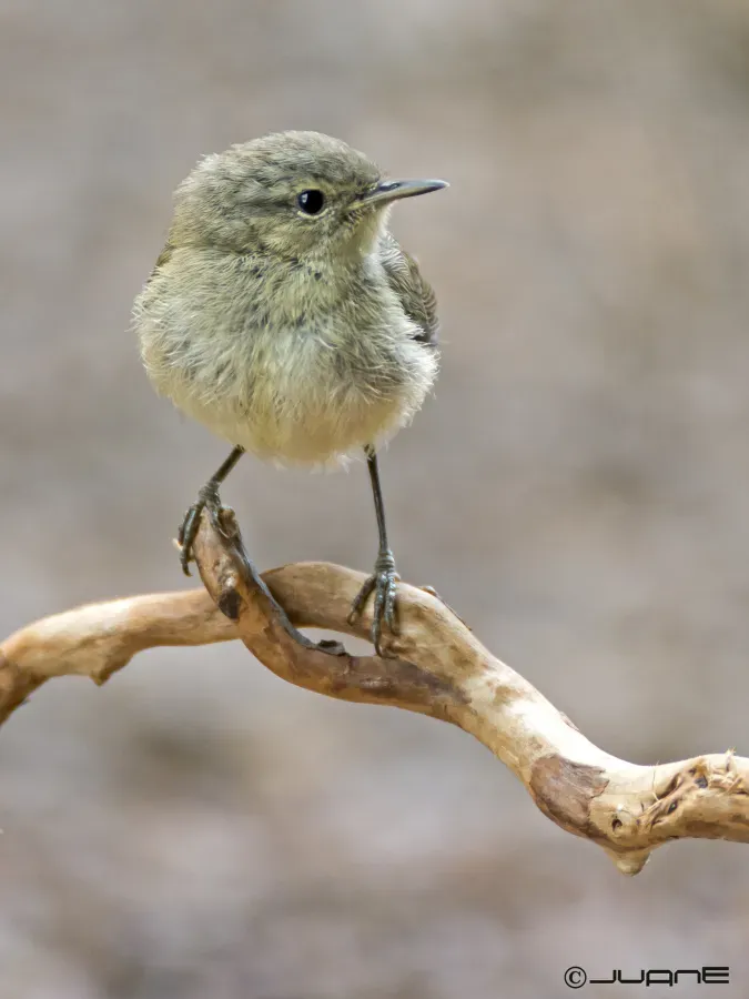 File:Mosquitero canario, Phylloscopus canariensis. (9103873618).jpg