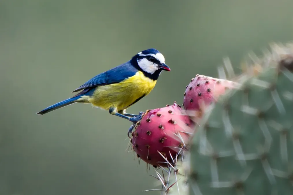 File:Herrerillo canario - Cyanistes teneriffae hedwigii (6864636091).jpg