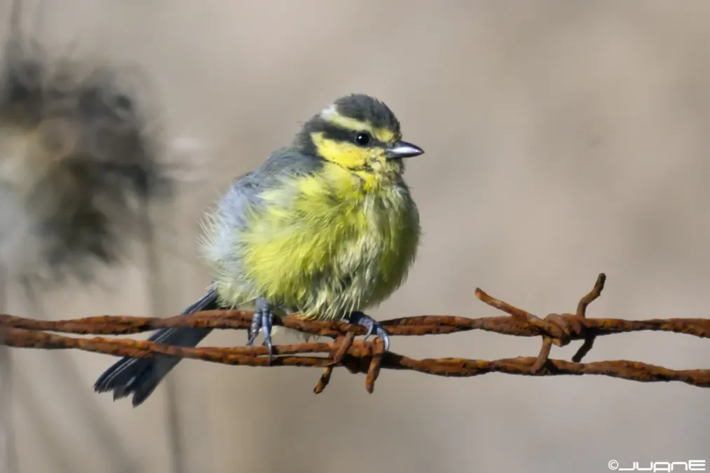 File:Herrerillo canario - Cyanistes teneriffae (6062557487).jpg