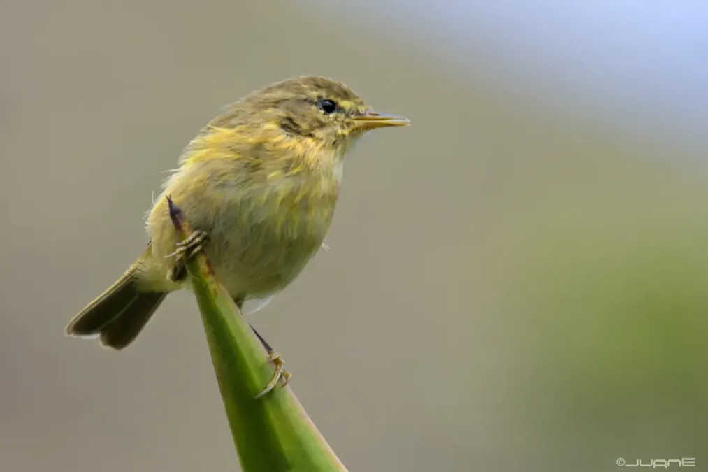 File:Mosquitero canario, Phylloscopus canariensis. (5971069800).jpg