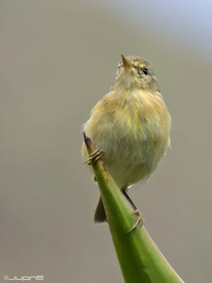 File:Mosquitero canario, Phylloscopus canariensis. (5970509691).jpg