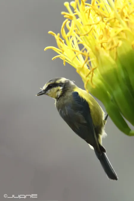 File:Herrerillo canario - Cyanistes teneriffae (5966810761).jpg