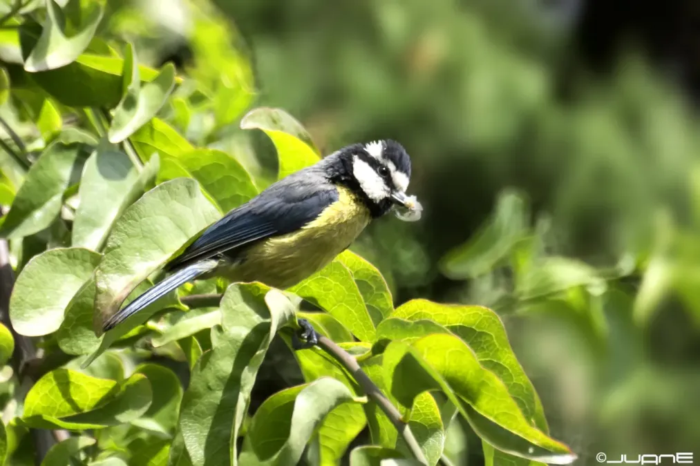 File:Herrerillo canario - Cyanistes teneriffae (5801249572).jpg