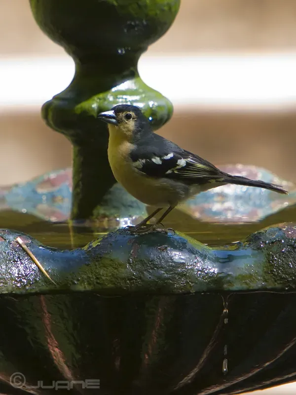 File:Pinzón Vulgar (Fringilla coelebs canariensis) (3644263919).jpg