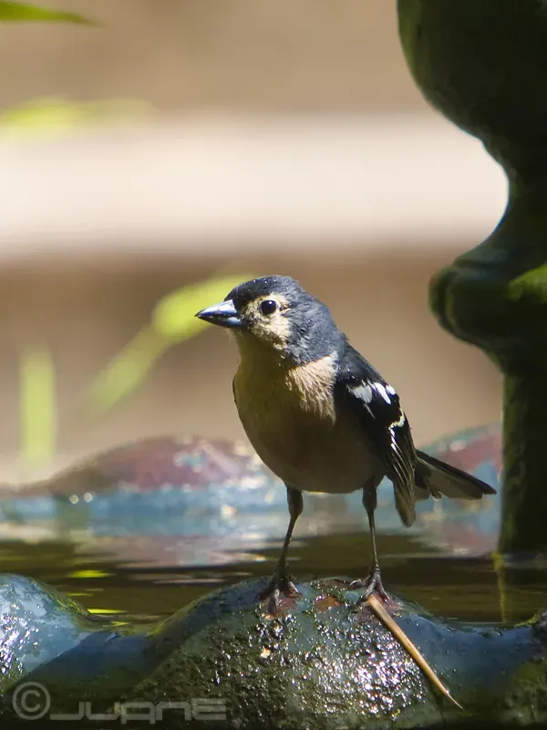 File:Pinzón Vulgar (Fringilla coelebs canariensis) (3644264421).jpg