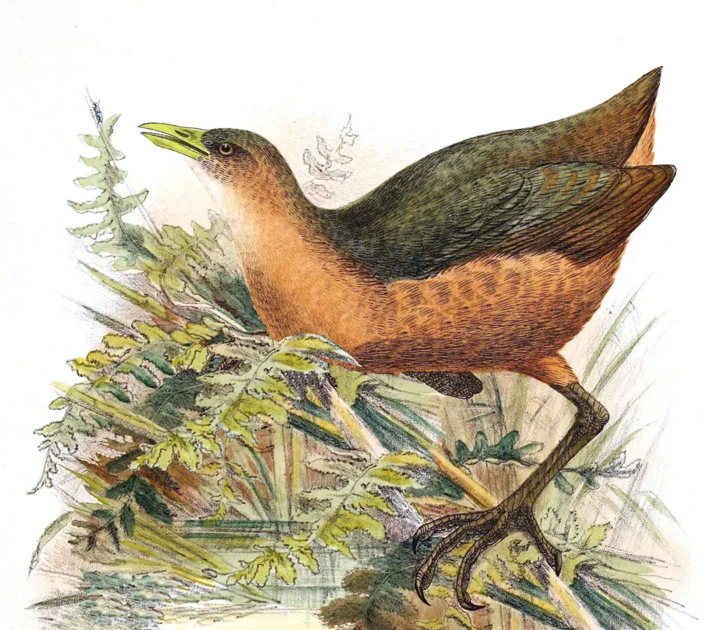 File:Amaurornis isabellina 1898 changed.jpg