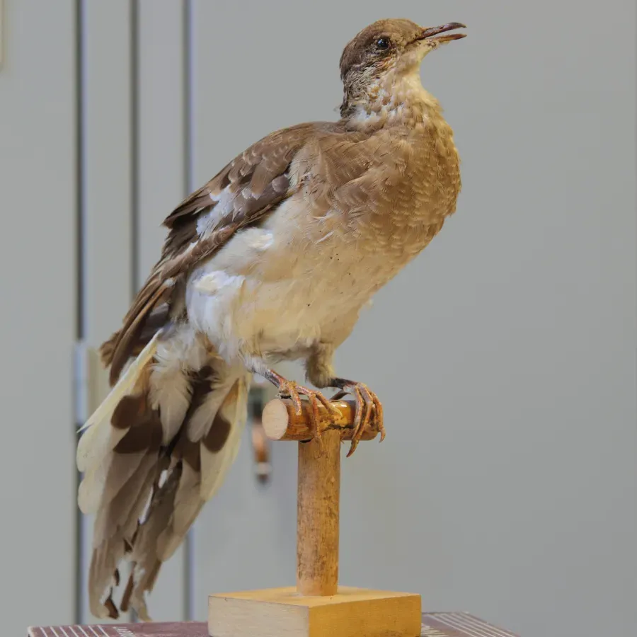 File:Ectopistes migratorius ULaval 3.jpg