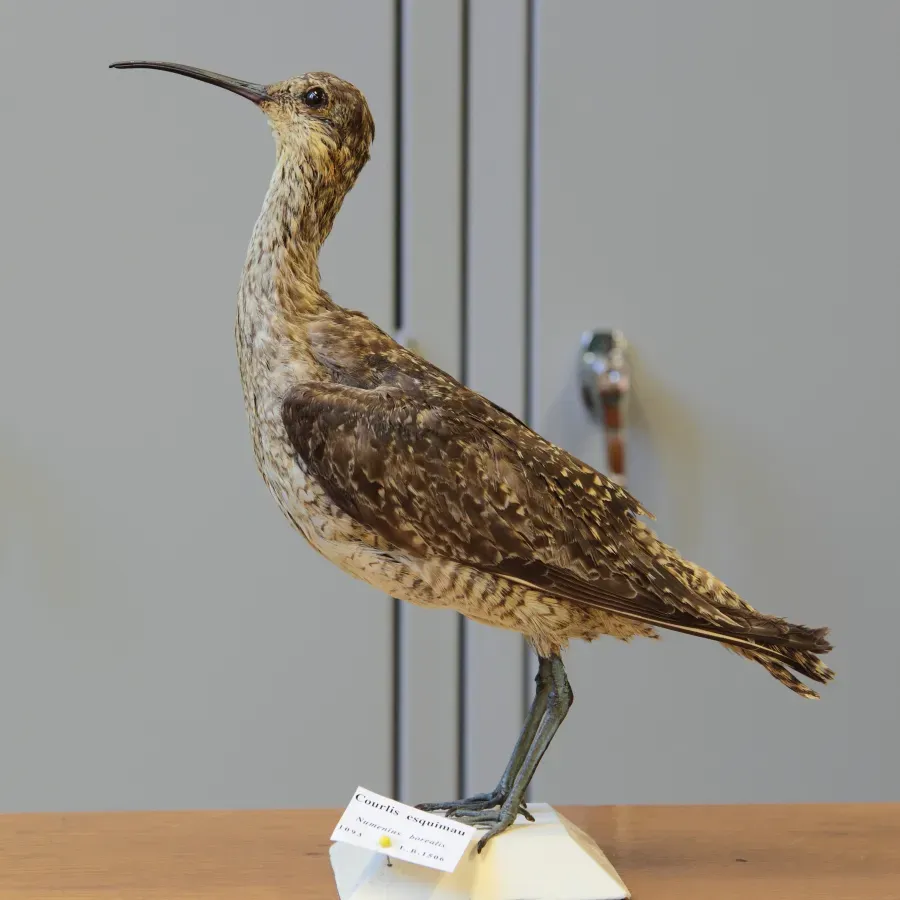 File:Numenius borealis ULaval 1.jpg