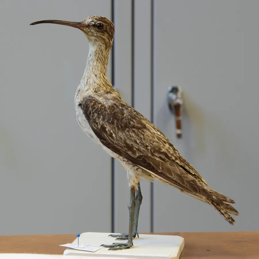 File:Numenius borealis ULaval 2.jpg