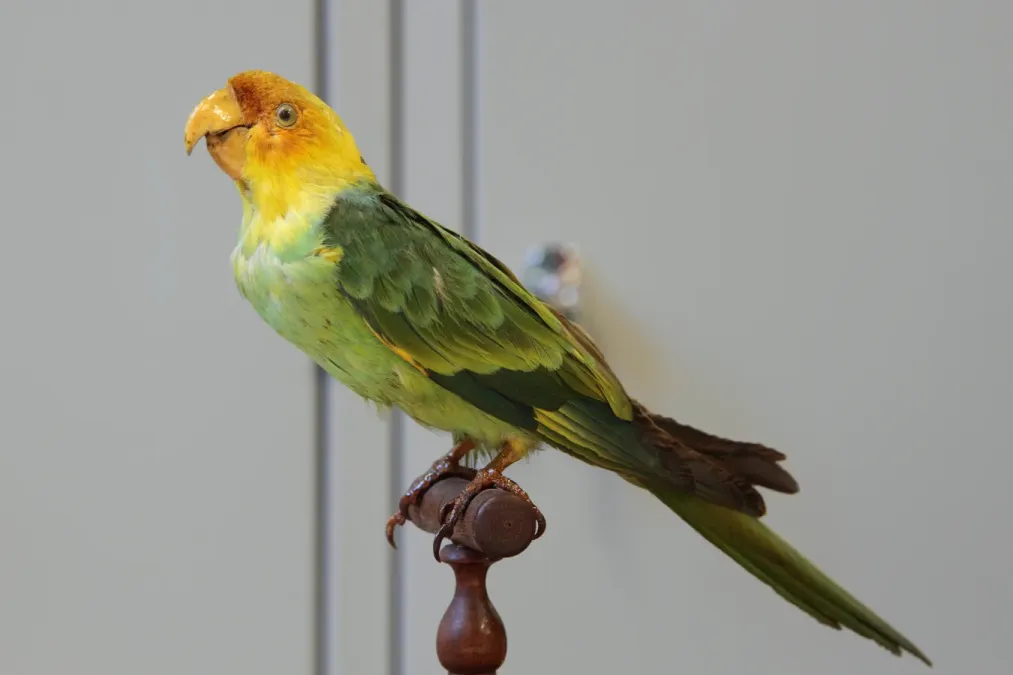 File:Conuropsis carolinensis male Ulaval.jpg