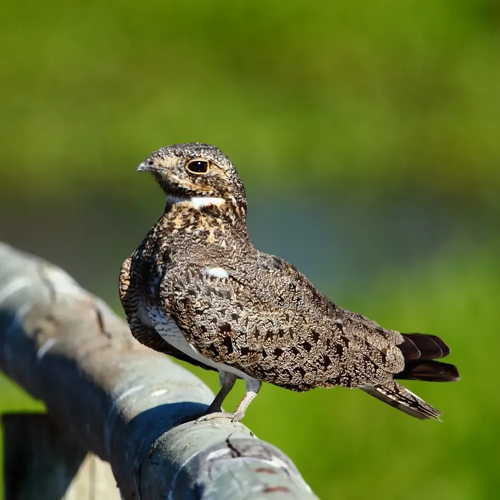File:Podager (Chordeiles) nacunda Nacunda Nighthawk.jpg