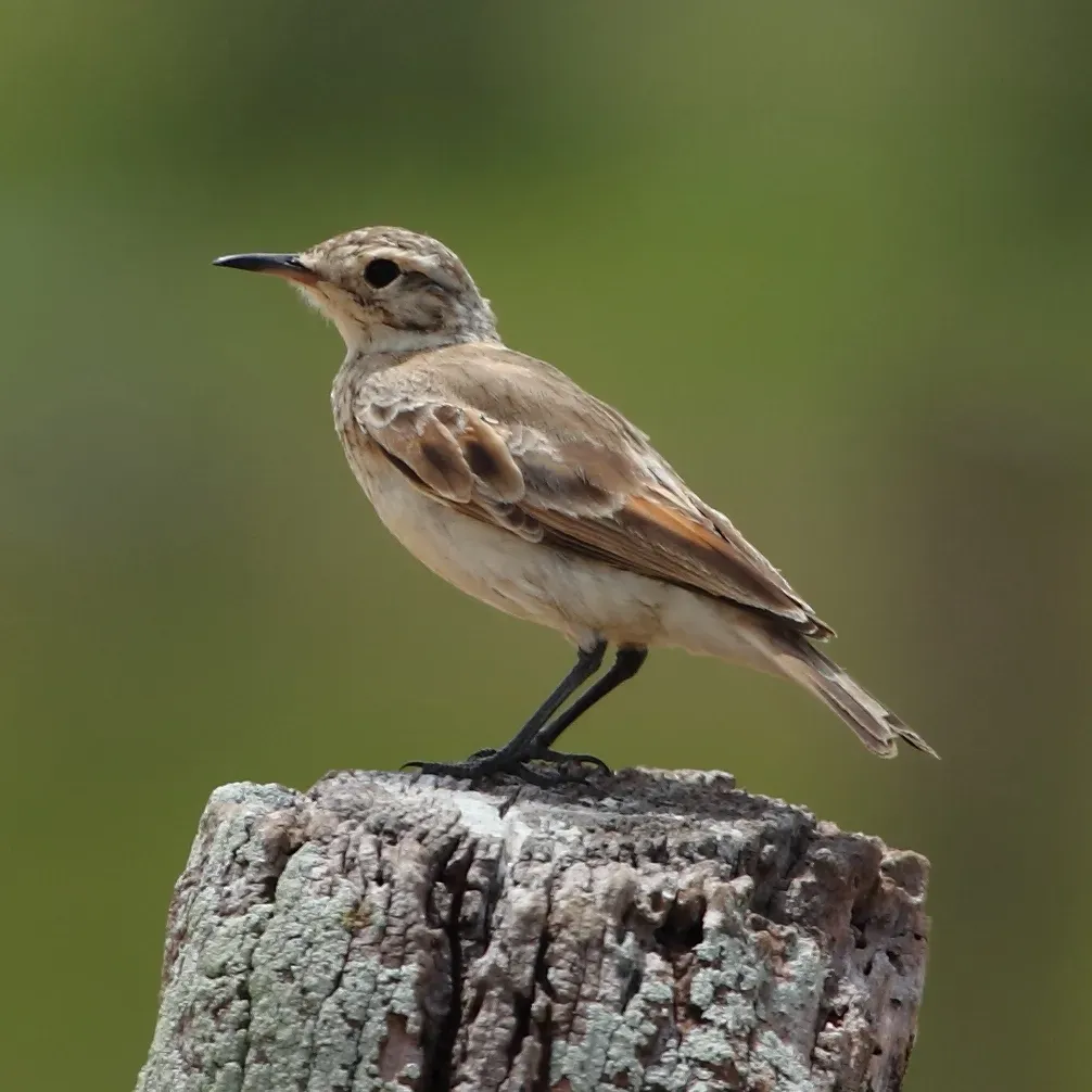 File:Geositta cunicularia Common Miner.JPG