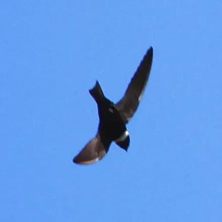 File:Streptoprocne zonaris White-collared Swift.JPG