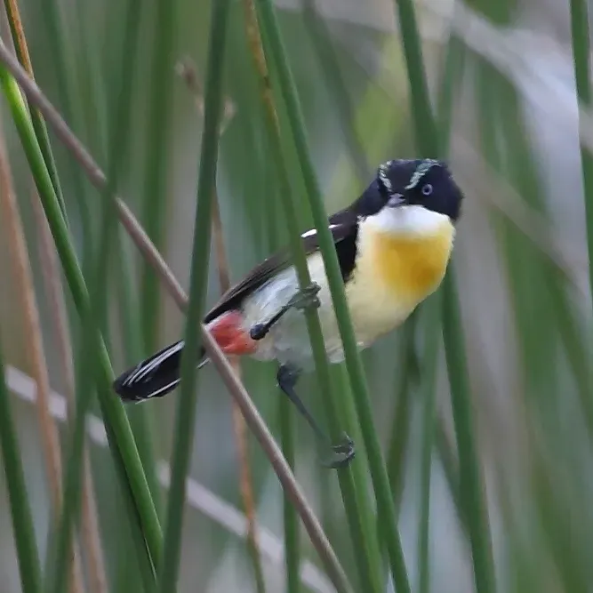 File:Tachuris rubrigastra Many-colored Rush Tyrant.jpg