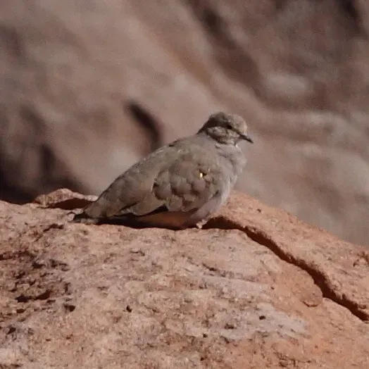 File:Metriopelia aymara - Golden-spotted ground dove.jpg