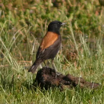 File:Lessonia rufa Austral negrito.JPG