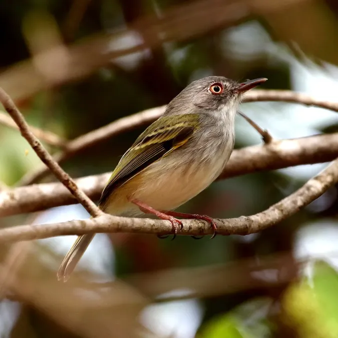 File:Hemitriccus margaritaceiventer Pearly-vented Tody-tyrant.JPG