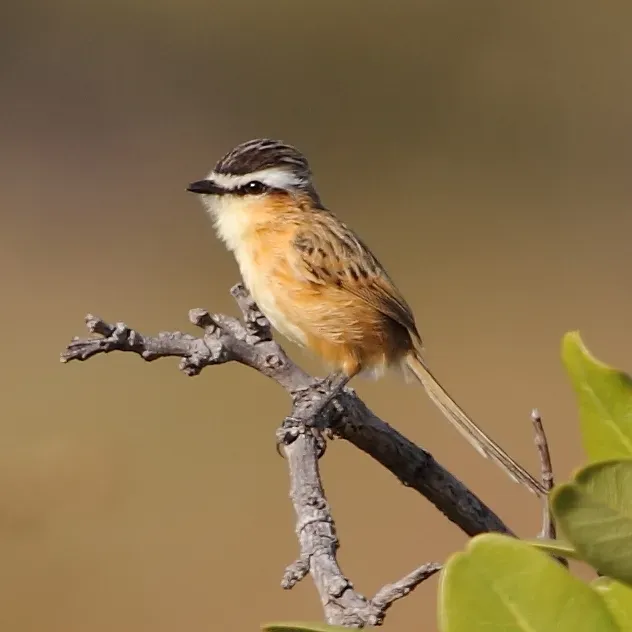 File:Culicivora caudacuta Sharp-tailed Tyrant.JPG