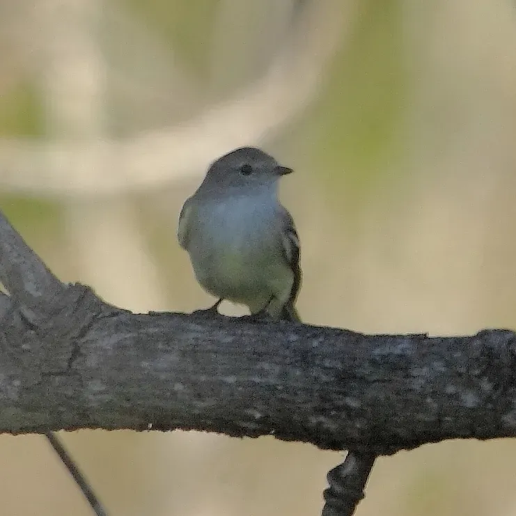 File:Sublegatus modestus Southern Scrub-Flycatcher.JPG