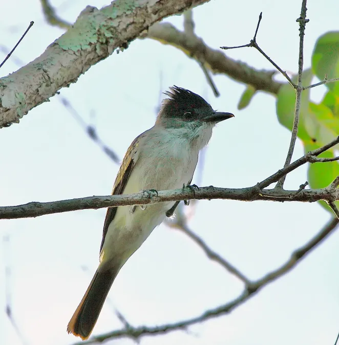 File:Sirystes sibilator Sirystes.JPG