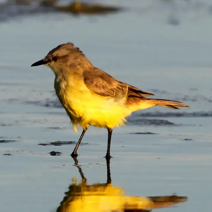 File:Machetornis rixosa Cattle Tyrant.JPG