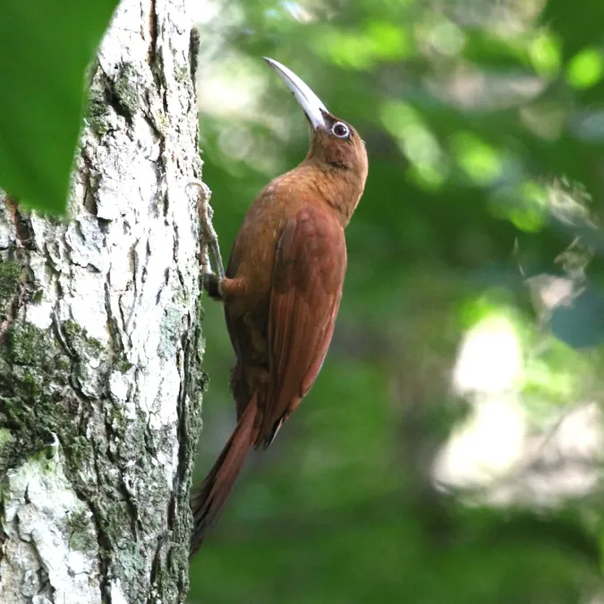 File:Xiphocolaptes major Great Rufous Woodcreeper.JPG