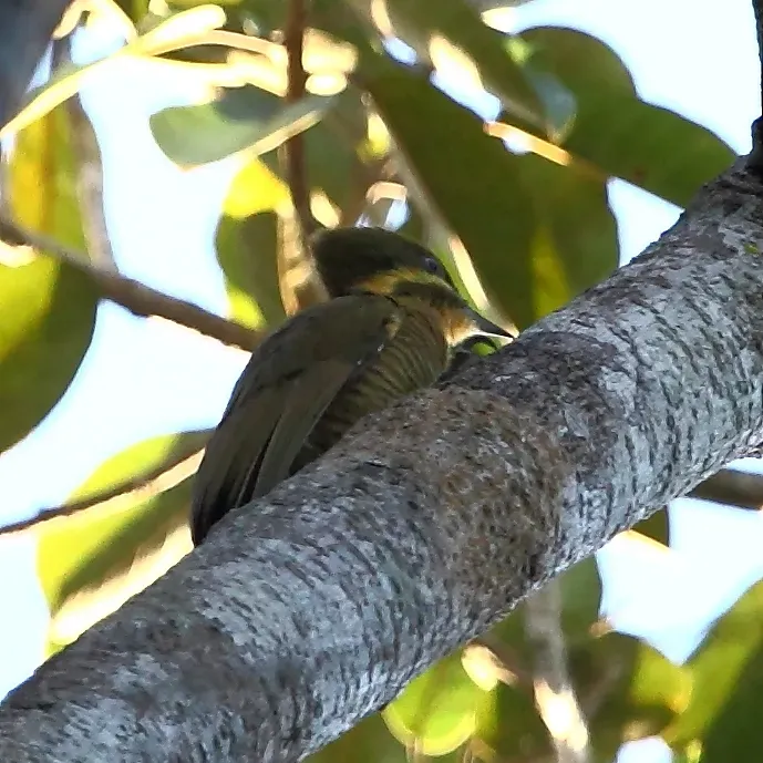 File:Piculus chrysochloros Golden-green Woodpecker.JPG