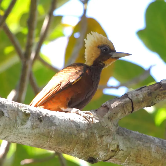 File:Celeus lugubris Pale-crested Woodpecker.JPG