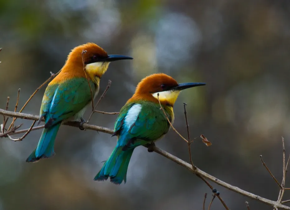 File:Merops leschenaulti by N.A. Nazeer.jpg